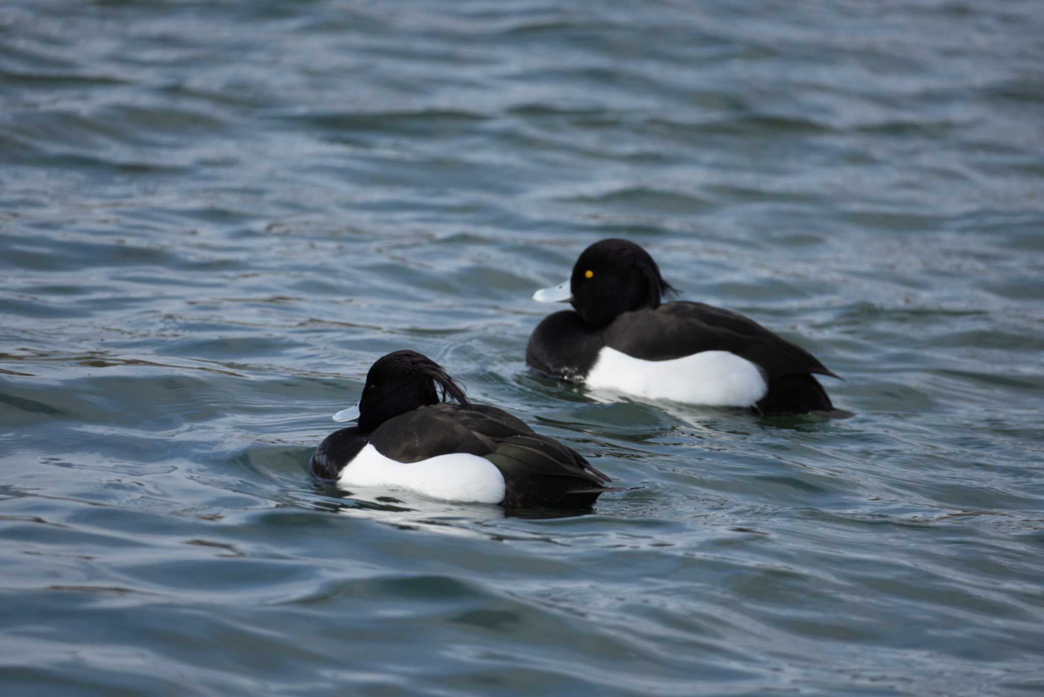 Photo of Tufted Duck at 福島県いわき市 by ぺたぽん