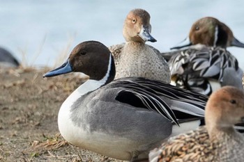 Northern Pintail 福島県いわき市 Fri, 3/8/2024