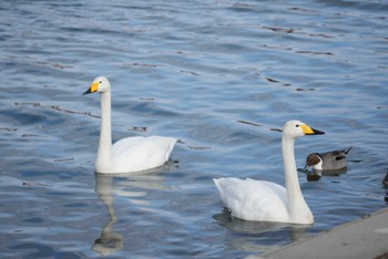 Whooper Swan 福島県いわき市 Fri, 3/8/2024