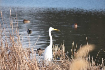 Great Egret 福島県いわき市 Fri, 3/8/2024