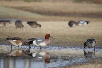 Eurasian Wigeon 福島県いわき市 Fri, 3/8/2024