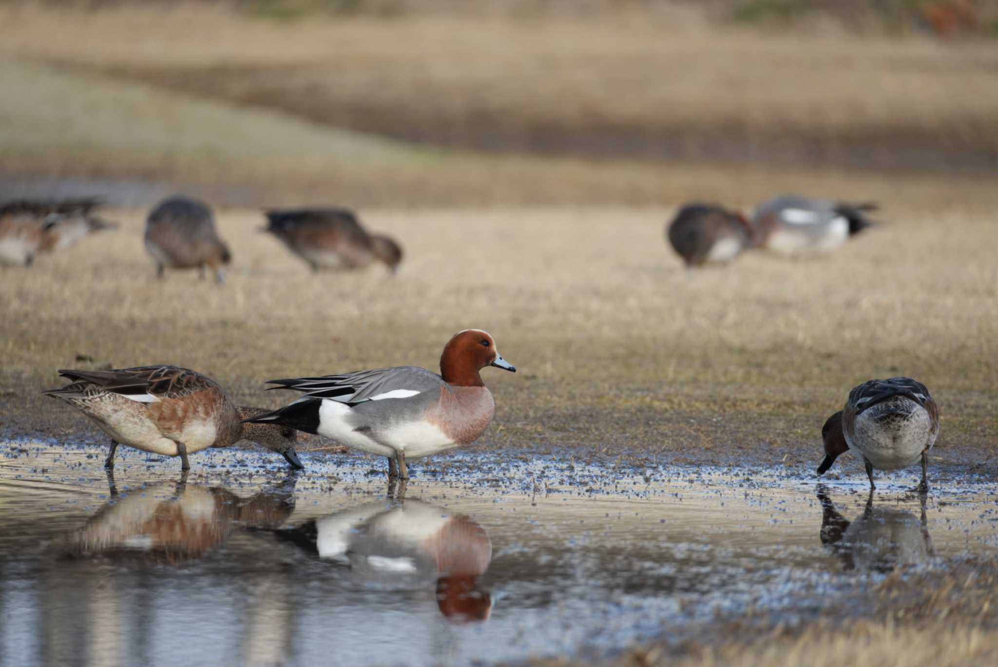 Photo of Eurasian Wigeon at 福島県いわき市 by ぺたぽん