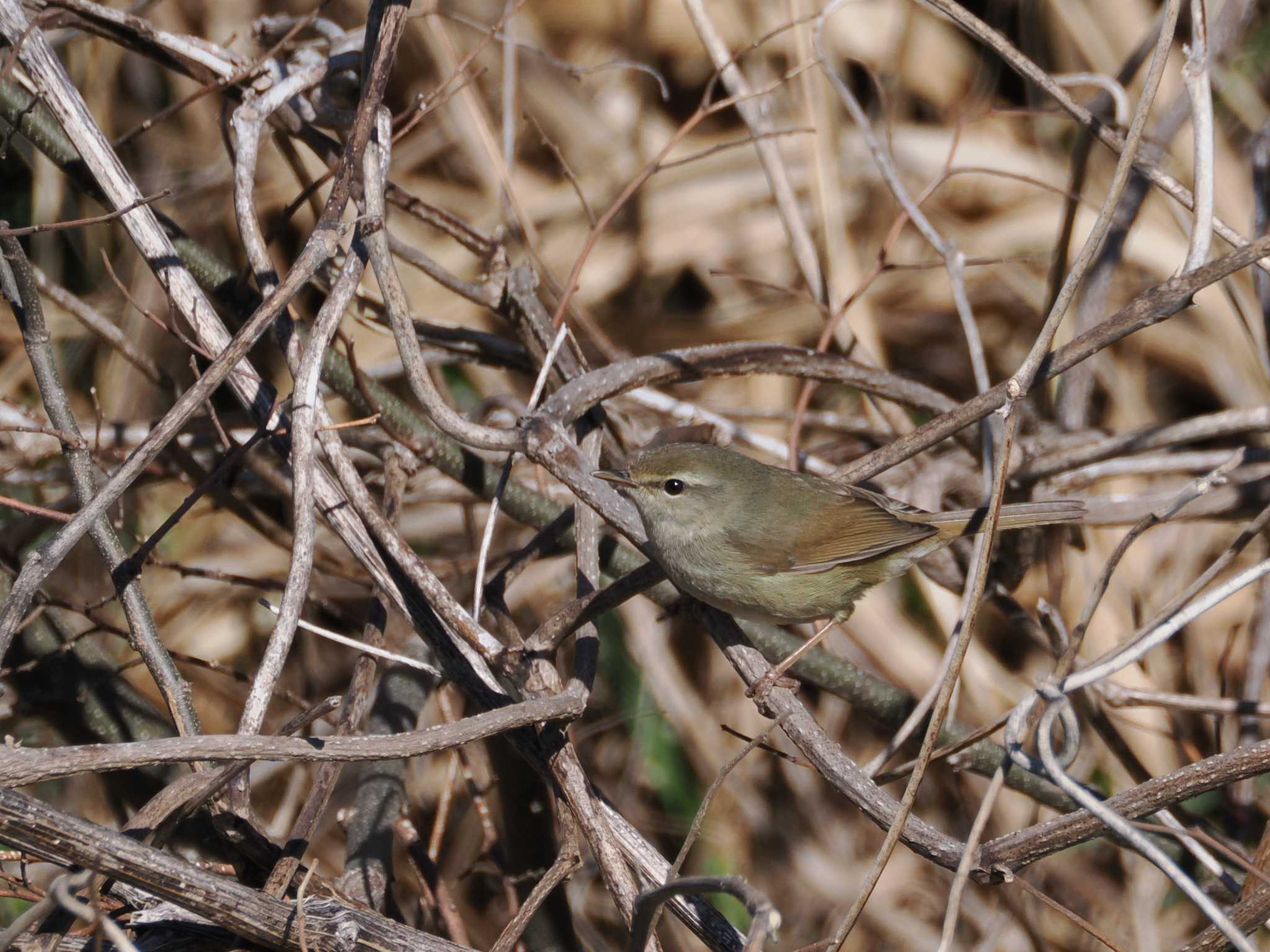 Japanese Bush Warbler