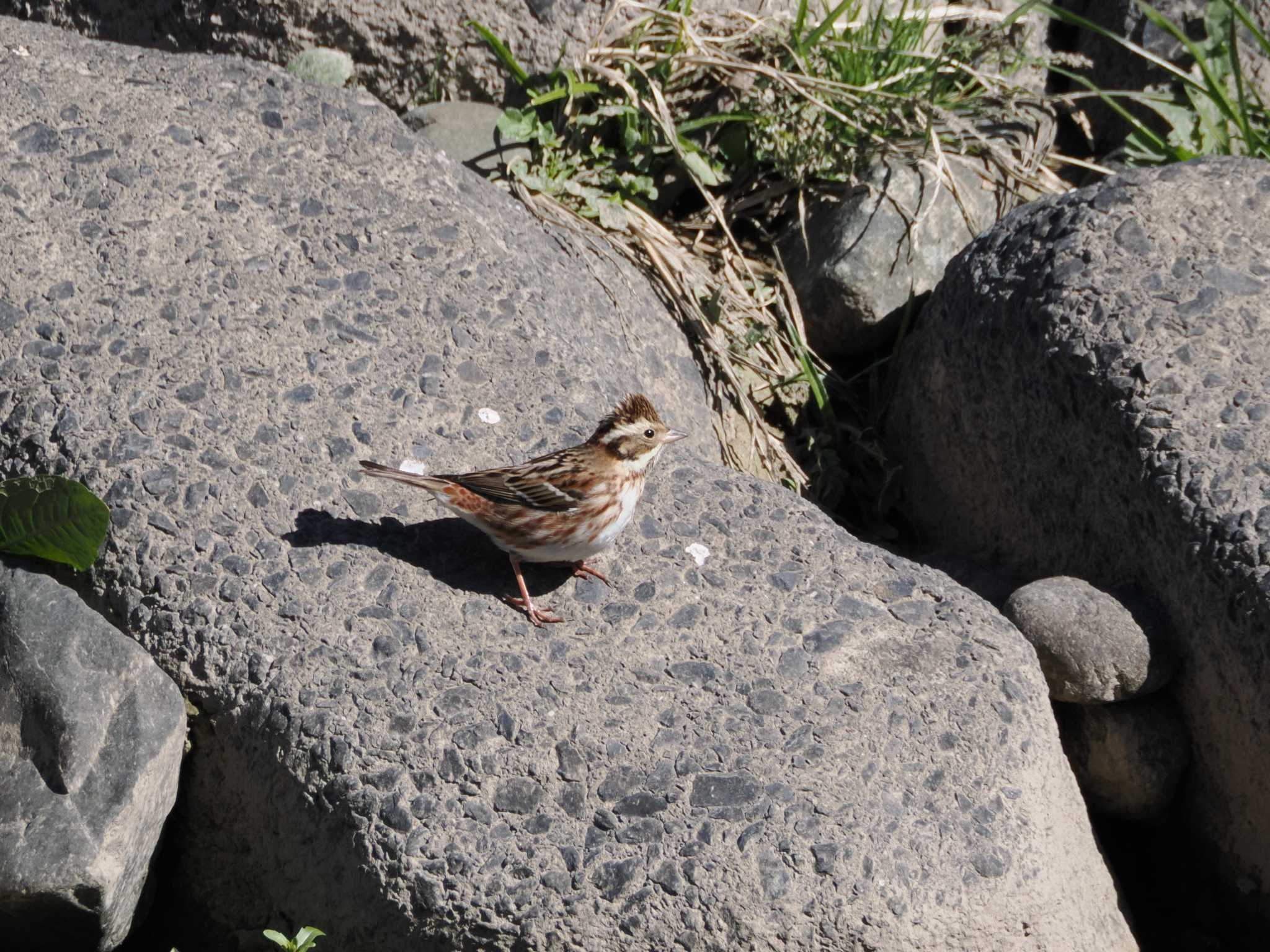 Photo of Rustic Bunting at 境川遊水地公園 by こむぎこねこ