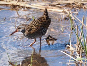 Brown-cheeked Rail 境川遊水地公園 Sun, 3/10/2024