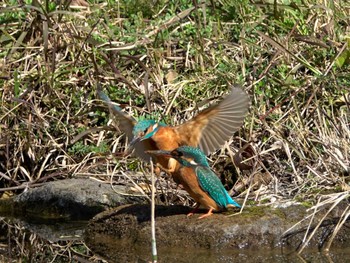 カワセミ ギャザリアビオガーデン　フジクラ木場千年の森 2024年3月11日(月)