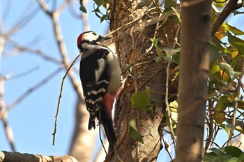 アカゲラ 秋ヶ瀬公園 こどもの森 2024年3月11日(月)