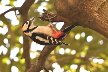 Great Spotted Woodpecker 秋ヶ瀬公園 こどもの森 Mon, 3/11/2024