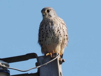 Common Kestrel 宗像市(福岡県) Mon, 3/11/2024