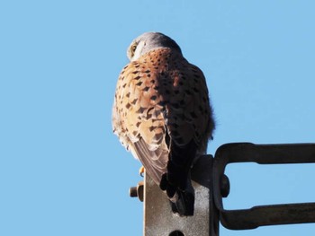 Common Kestrel 宗像市(福岡県) Mon, 3/11/2024