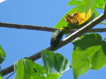 アオミミインコ インドネシア　ハルマヘラ島 2017年7月17日(月)