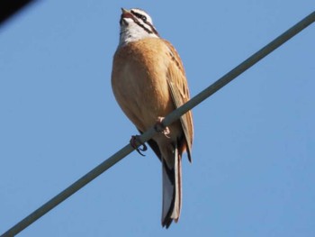 Meadow Bunting 宗像市(福岡県) Mon, 3/11/2024