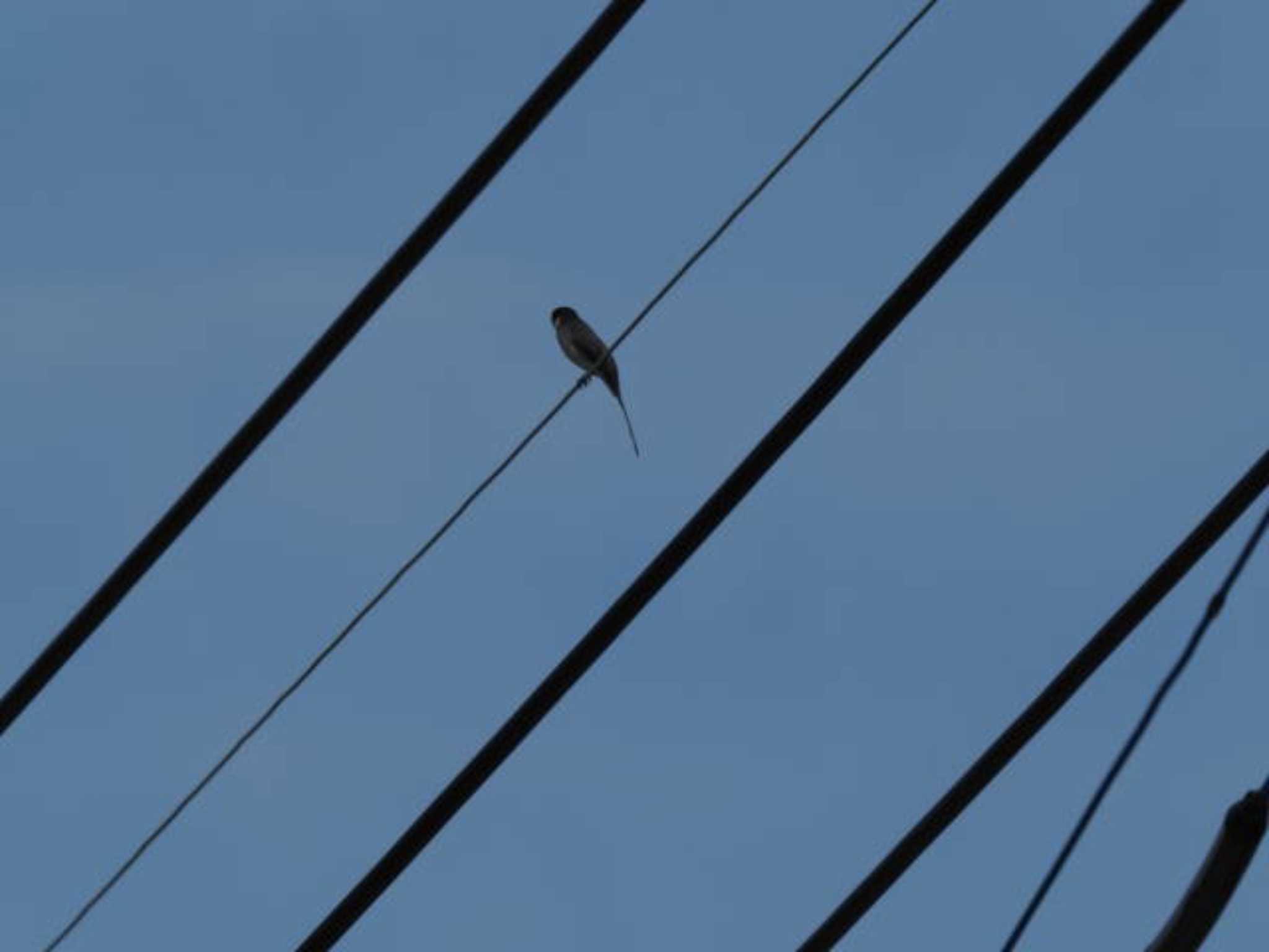 Ryukyu Minivet