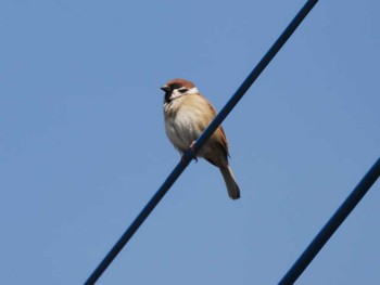 Eurasian Tree Sparrow 宗像市(福岡県) Mon, 3/11/2024