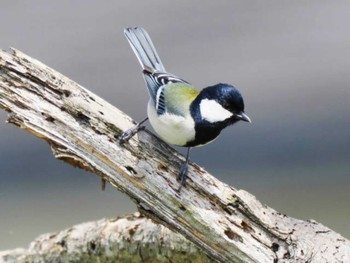 Japanese Tit 宗像市(福岡県) Mon, 3/11/2024