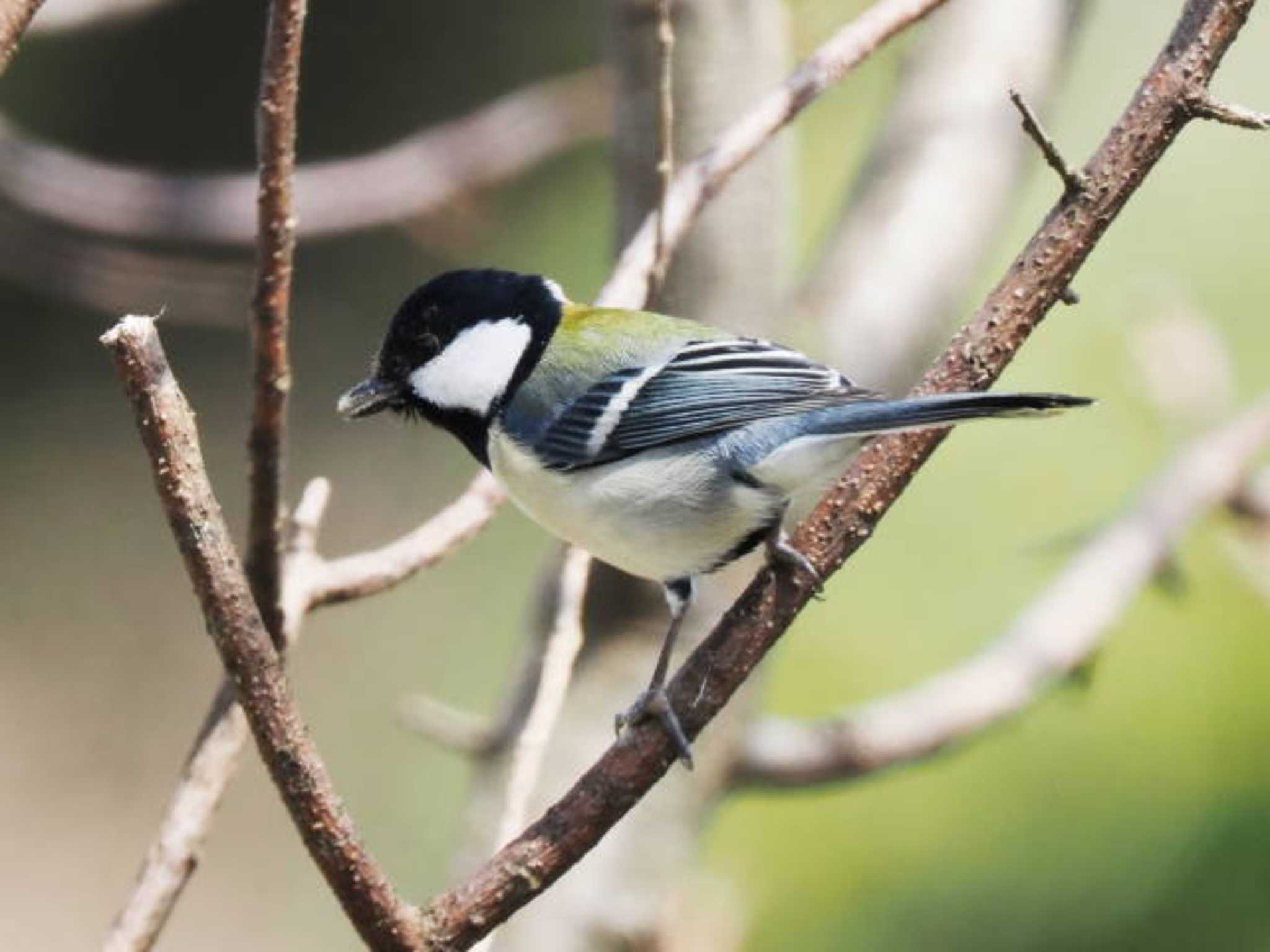 Japanese Tit