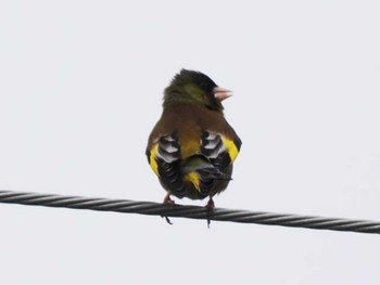 Grey-capped Greenfinch 宗像市(福岡県) Mon, 3/11/2024