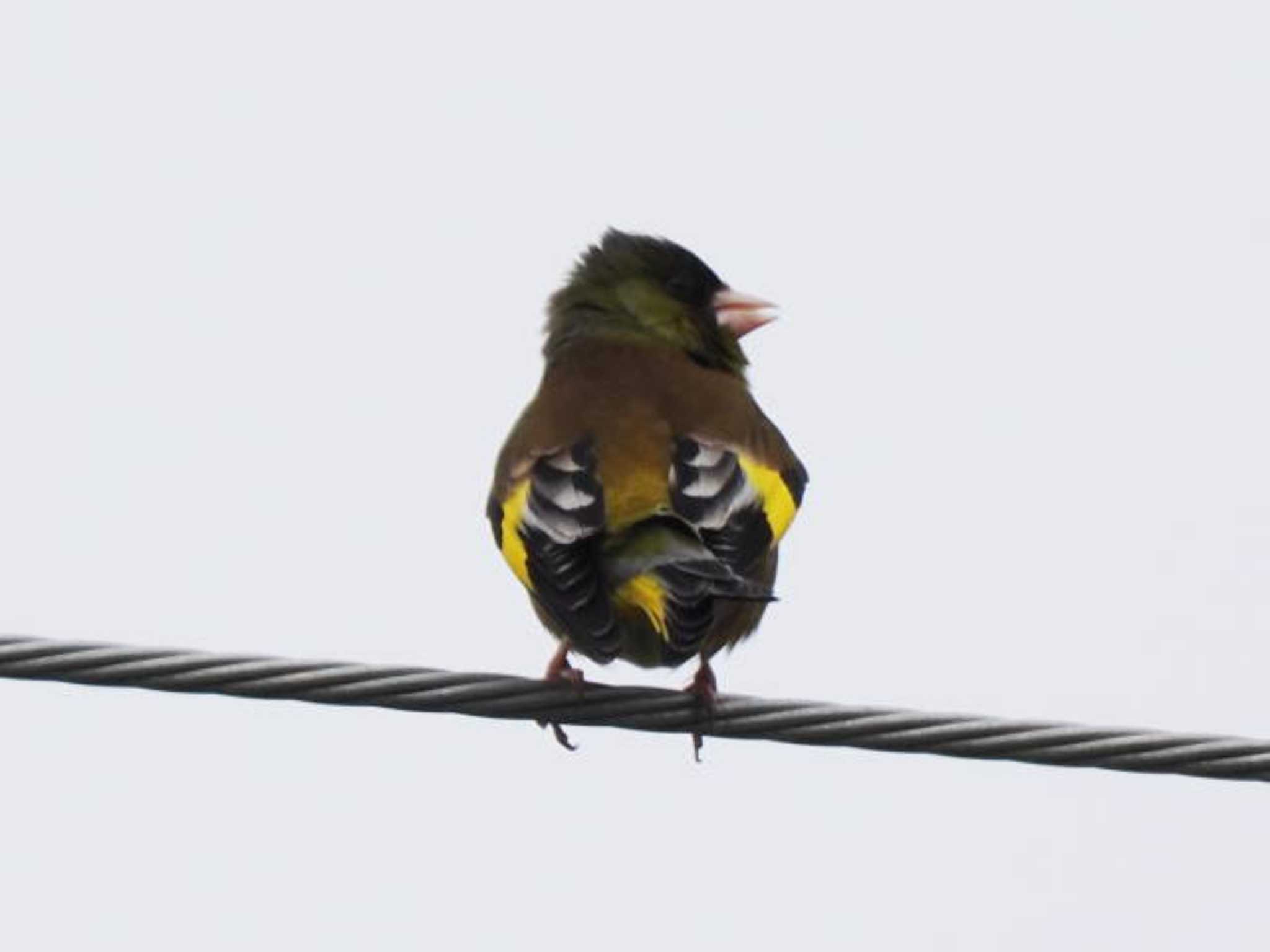 Grey-capped Greenfinch