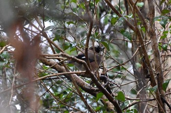 Eurasian Jay 大町公園(市川市) Sun, 2/4/2024