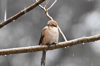 Bull-headed Shrike 大町公園(市川市) Sun, 2/4/2024