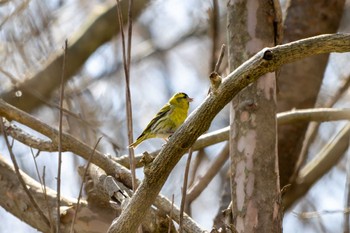 Eurasian Siskin 茨城県日立市 Mon, 3/11/2024