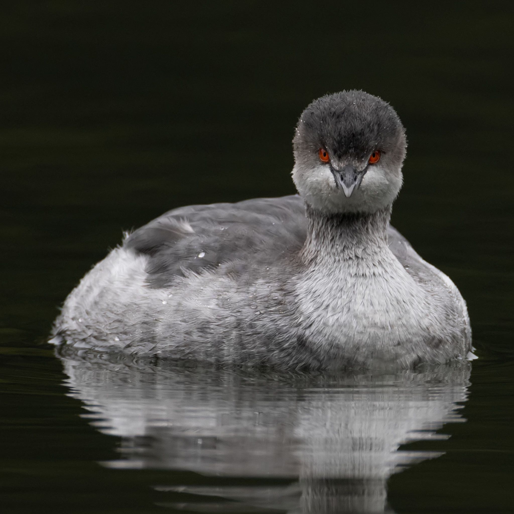 Photo of Black-necked Grebe at 福岡 by アグリ