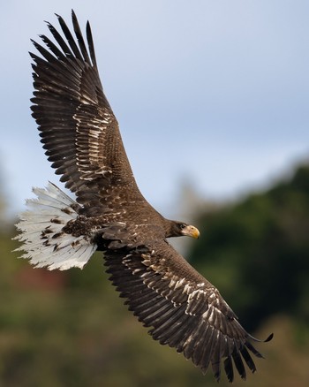 Steller's Sea Eagle 山口 Thu, 11/24/2022