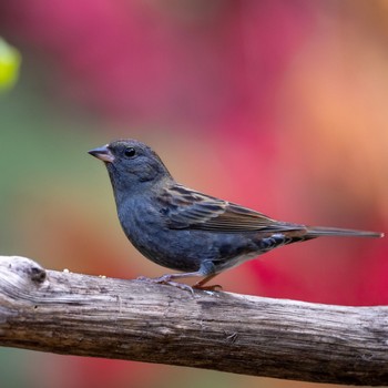 Grey Bunting 福岡 Fri, 11/18/2022