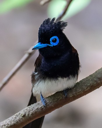 サンコウチョウ 熊本 2022年5月23日(月)