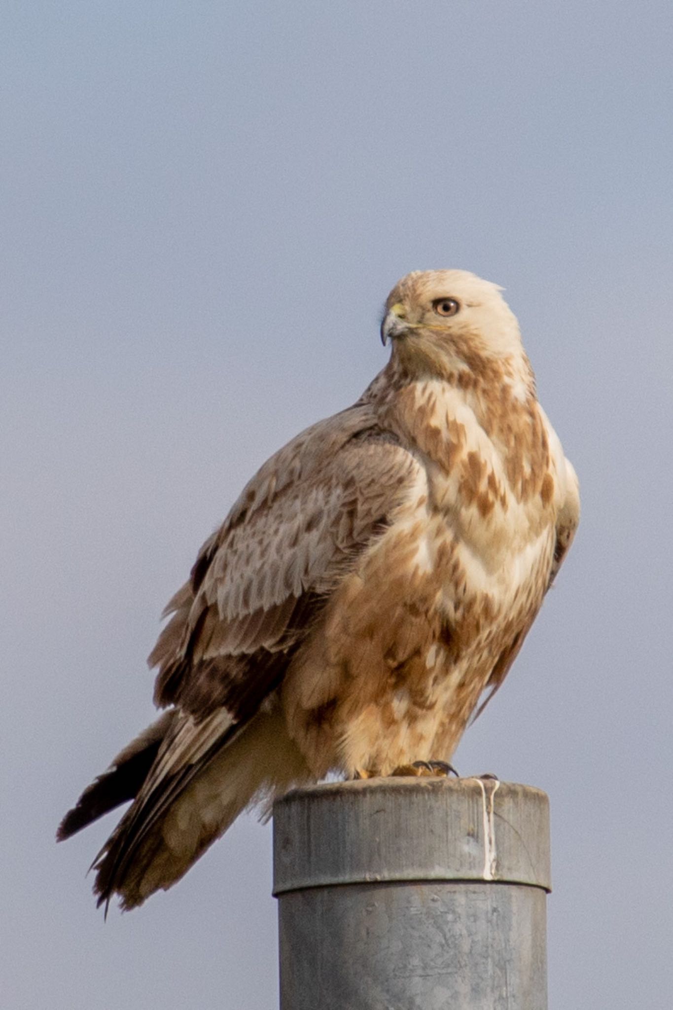 Photo of Upland Buzzard at 佐賀 by アグリ