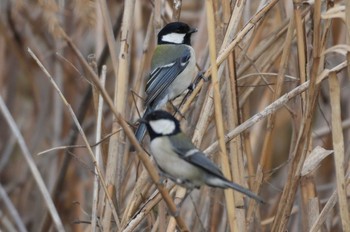 2024年3月11日(月) 多摩川の野鳥観察記録