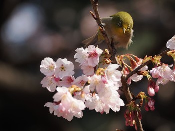 2024年3月9日(土) 井の頭公園の野鳥観察記録