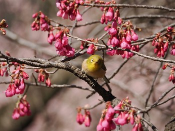 メジロ 井の頭公園 2024年3月9日(土)