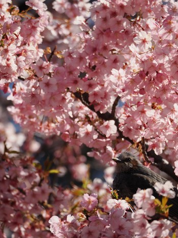 ヒヨドリ 井の頭公園 2024年3月9日(土)