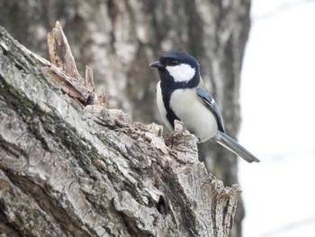 Japanese Tit 淀川河川公園 Mon, 3/4/2024