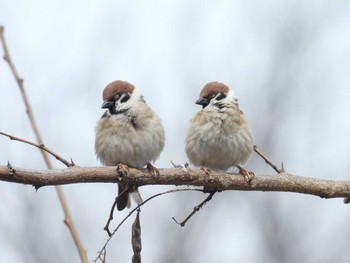 Eurasian Tree Sparrow 淀川河川公園 Mon, 3/4/2024