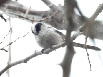 Long-tailed Tit 淀川河川公園 Mon, 3/4/2024