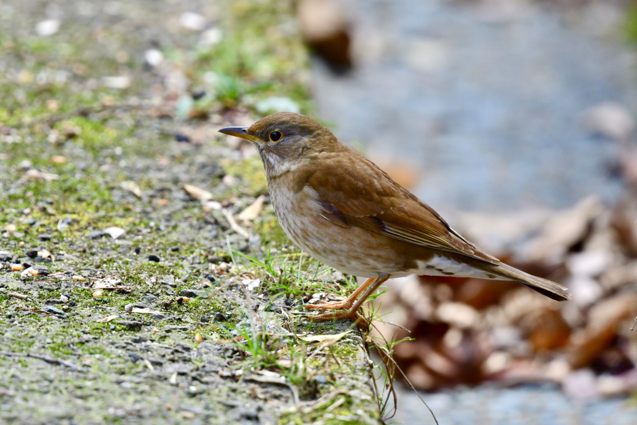 Photo of Pale Thrush at 油山市民の森 by にょろちょろ