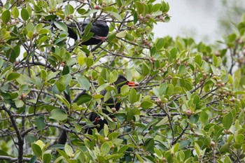 Black Bulbul 台中公園(台湾) Sat, 1/27/2024