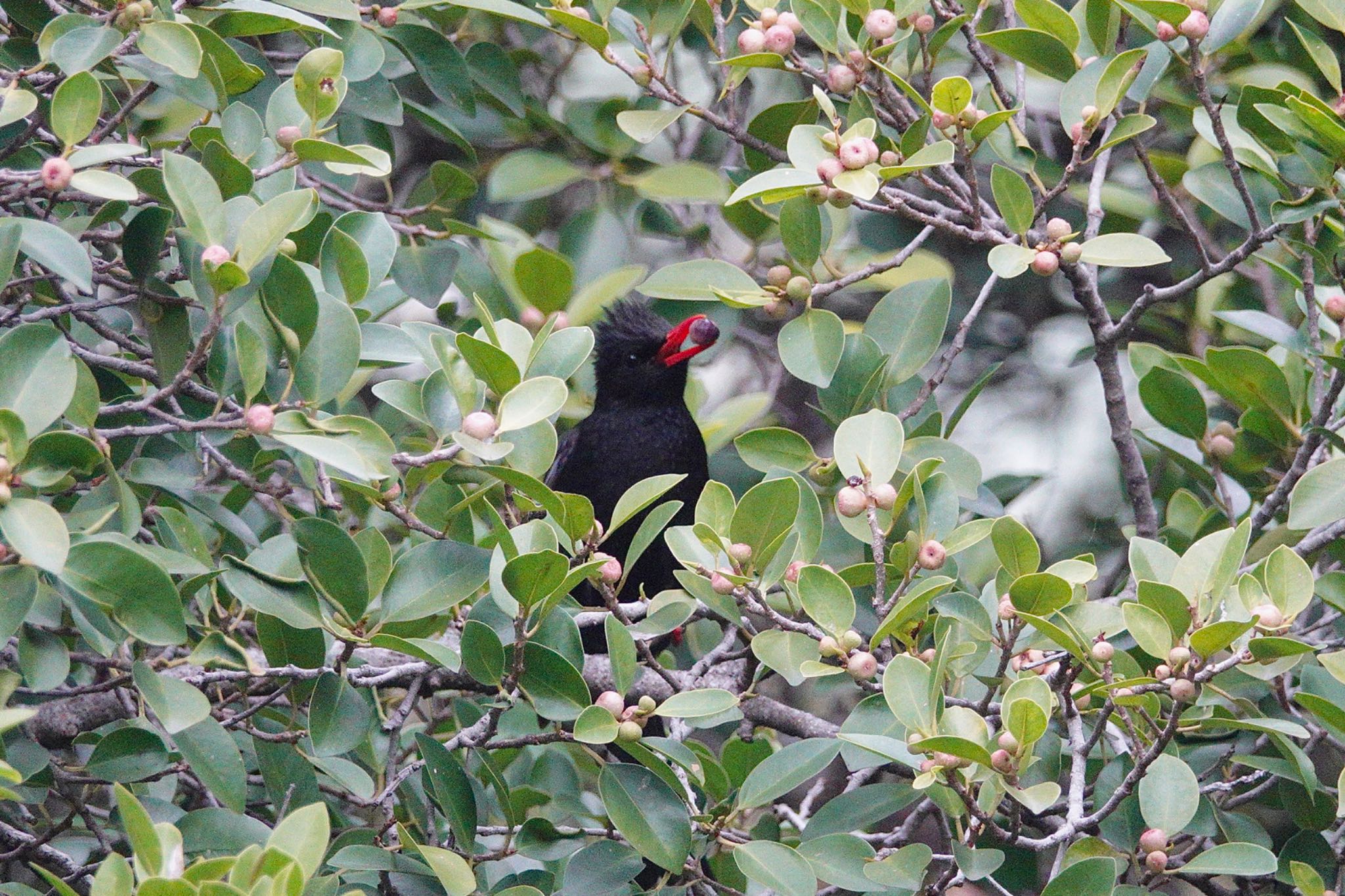 Photo of Black Bulbul at 台中公園(台湾) by のどか