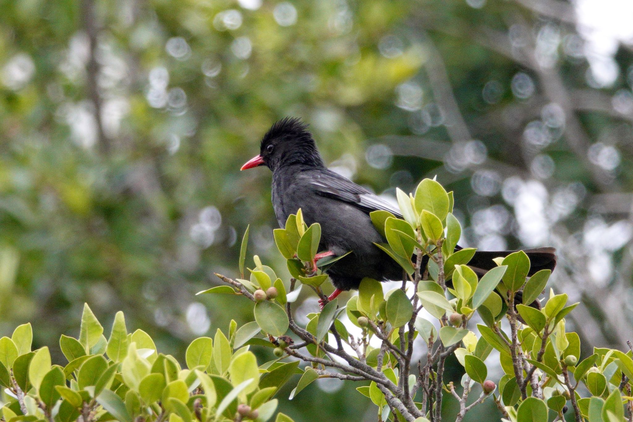 Photo of Black Bulbul at 台中公園(台湾) by のどか