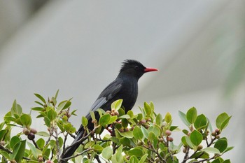 Black Bulbul 台中公園(台湾) Sat, 1/27/2024