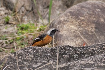 Daurian Redstart 於大公園 Mon, 3/4/2024