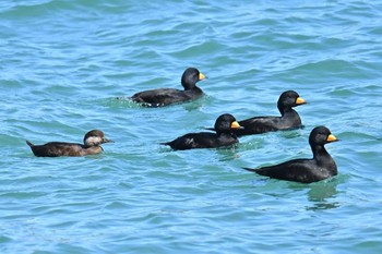 Black Scoter Unknown Spots Sun, 3/3/2024