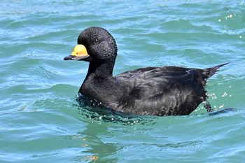 Black Scoter 飯岡漁港 Sun, 3/3/2024