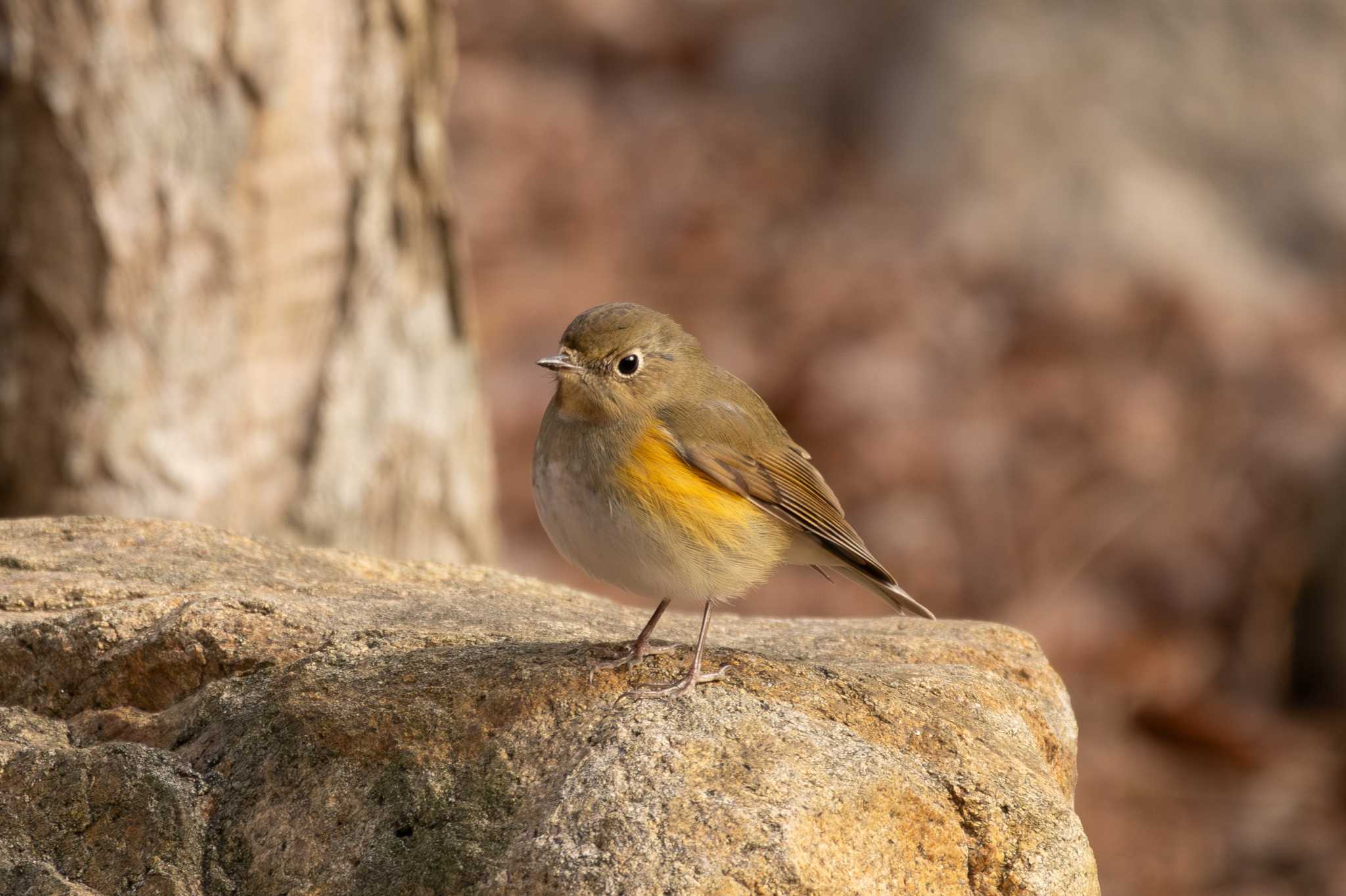 Photo of Red-flanked Bluetail at 再度山 by zetsubouteacher