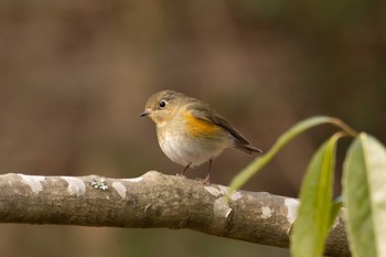 Red-flanked Bluetail 再度山 Sun, 3/10/2024