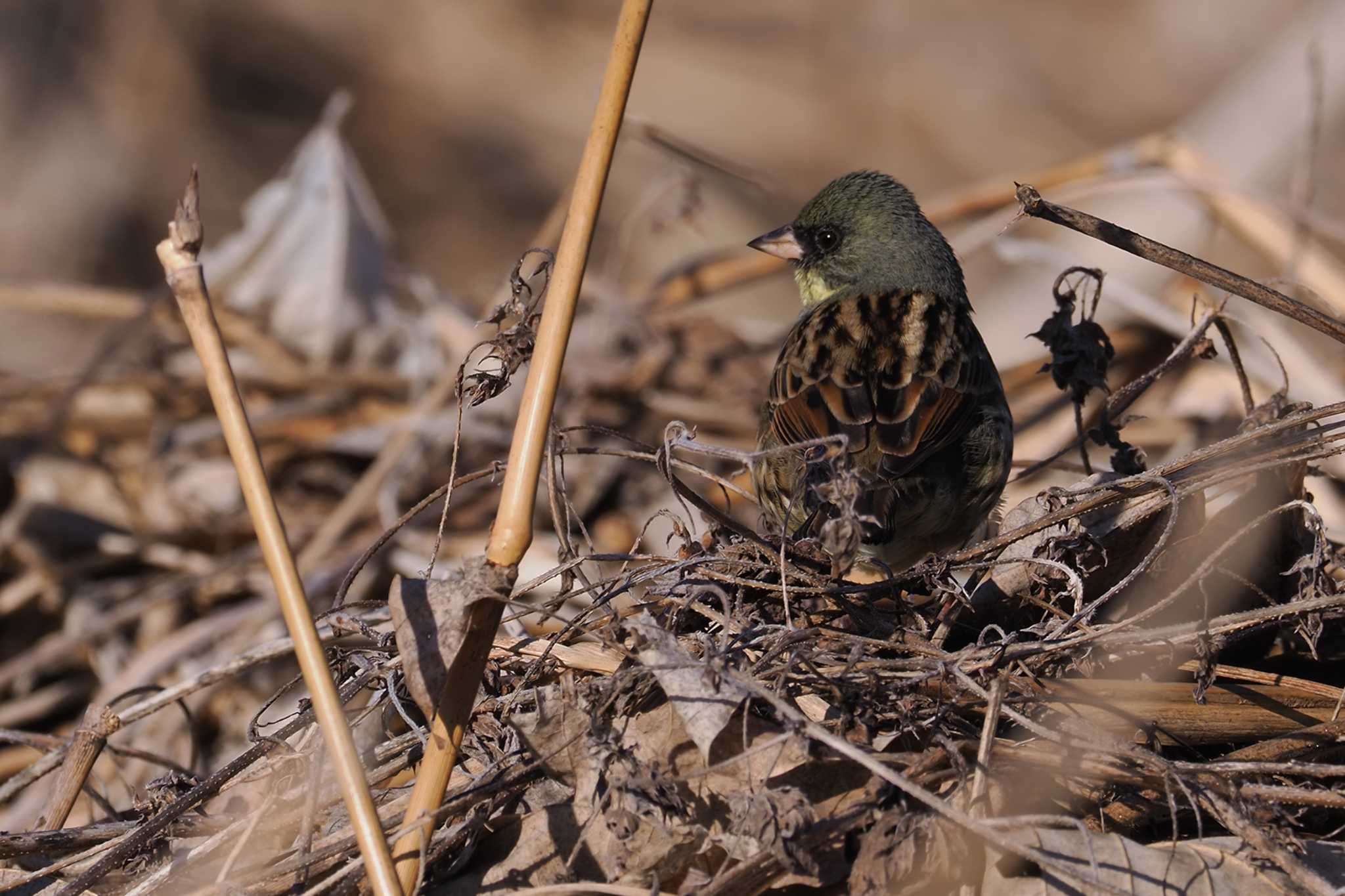 Masked Bunting