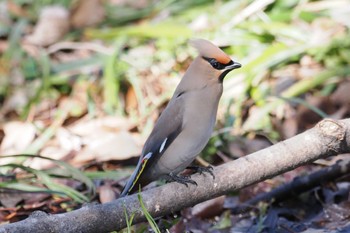 2024年3月9日(土) 多摩川トライアングルの野鳥観察記録