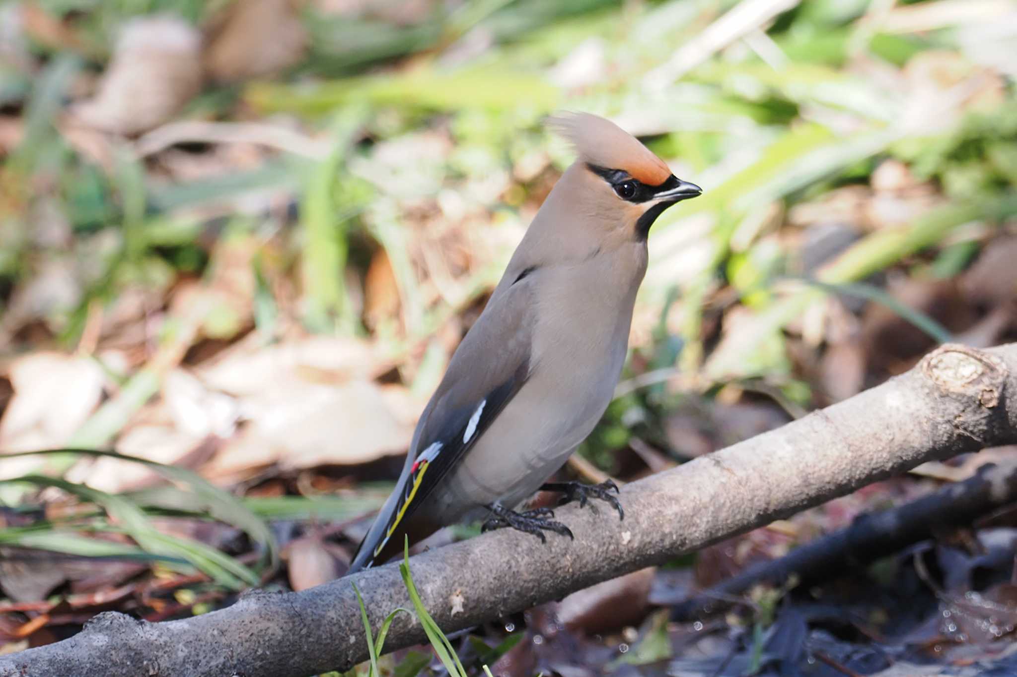 Bohemian Waxwing